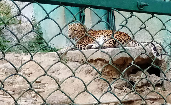 Itanagar Zoo (Indira Gandhi Park)